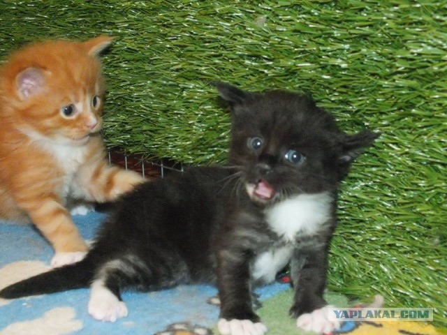 Котовторник  08.07.2014