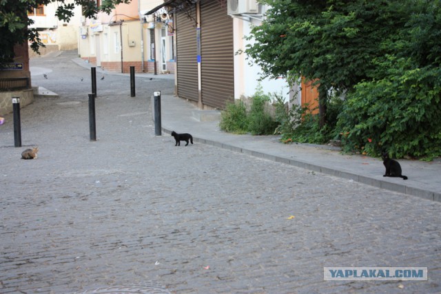 Котовторник 22.07.14