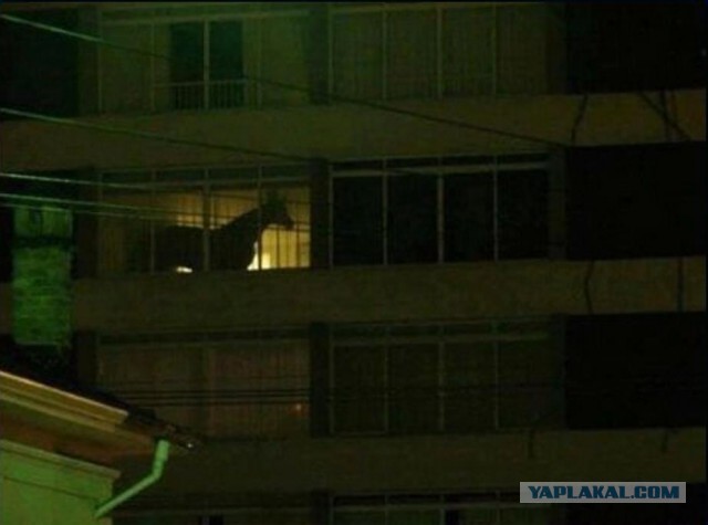 Как оно туда влезло?