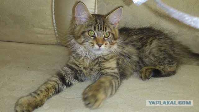 Мои мейн куны