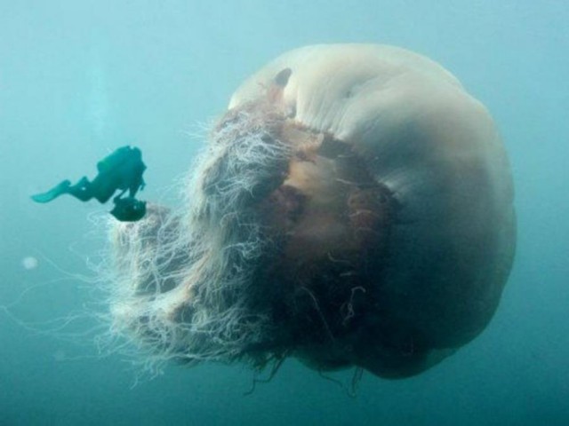 National Geographic,избранное...