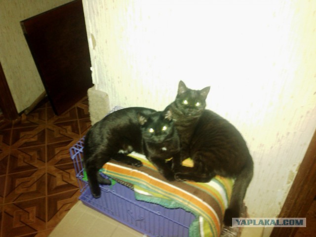 Котовторник 11.11.2014