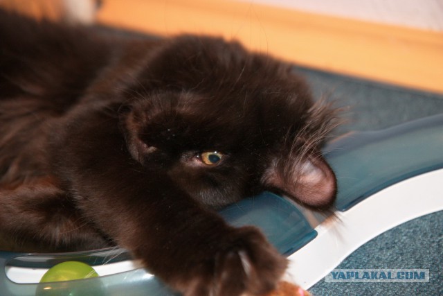 Котовторник 25.11.2014