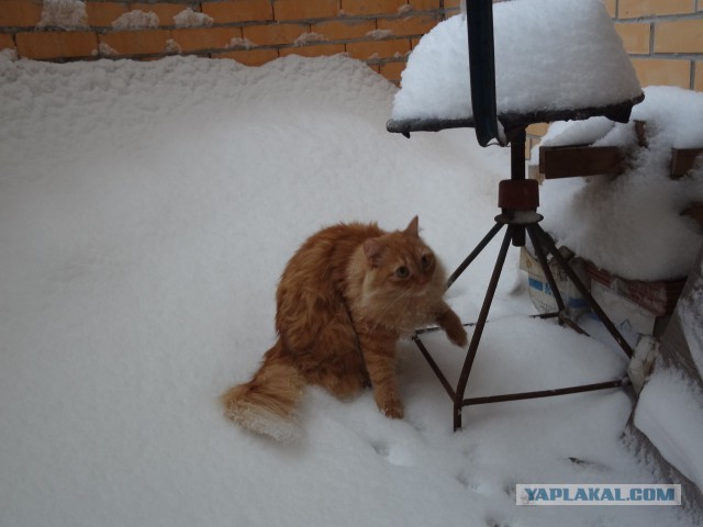 Котовторник 30.12.2014