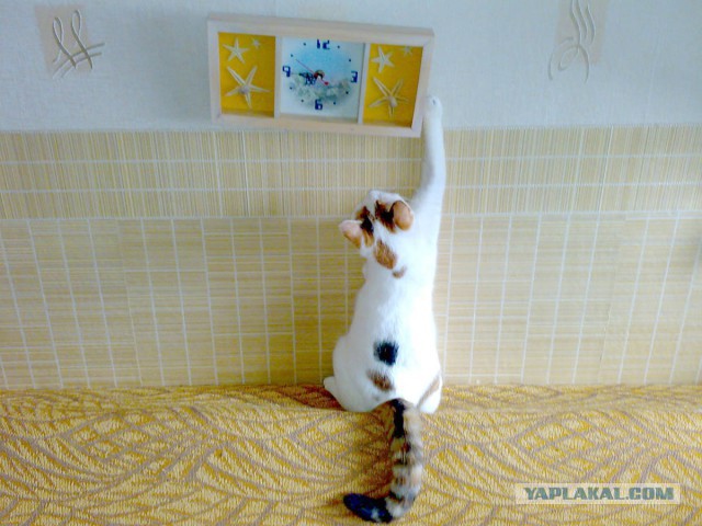 Феня...котовторнику