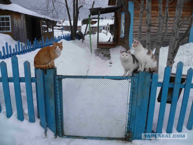 Как живёт сибирская глубинка