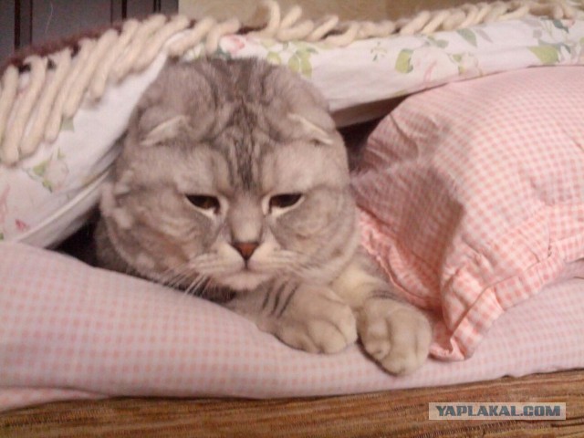 Котовторник