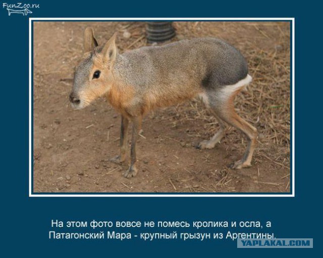 15 удивительных фактов о животных