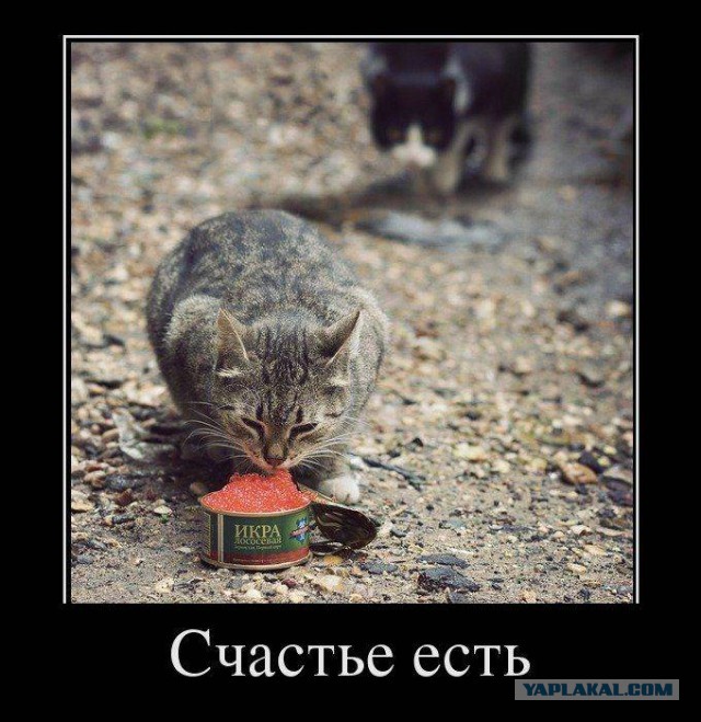 Картинок из сети немножко