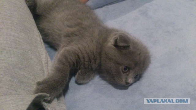 Кот по имени Бобо