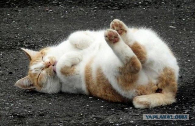 Покорми кота