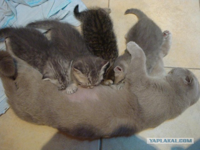 Котовторник 06.10.2015