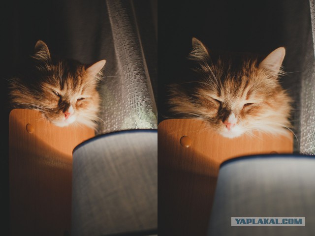 Котовторник 06.10.2015