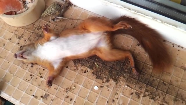 Спим в неожиданных местах и позах