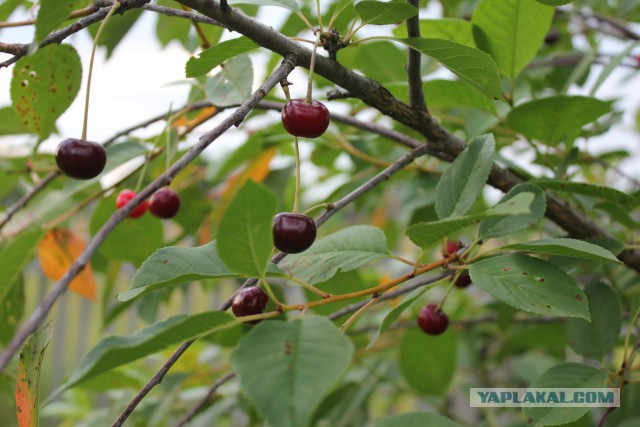 Славянская Душа