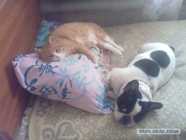 Котовторник  01.03.2016