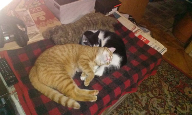 Котовторник 15.03