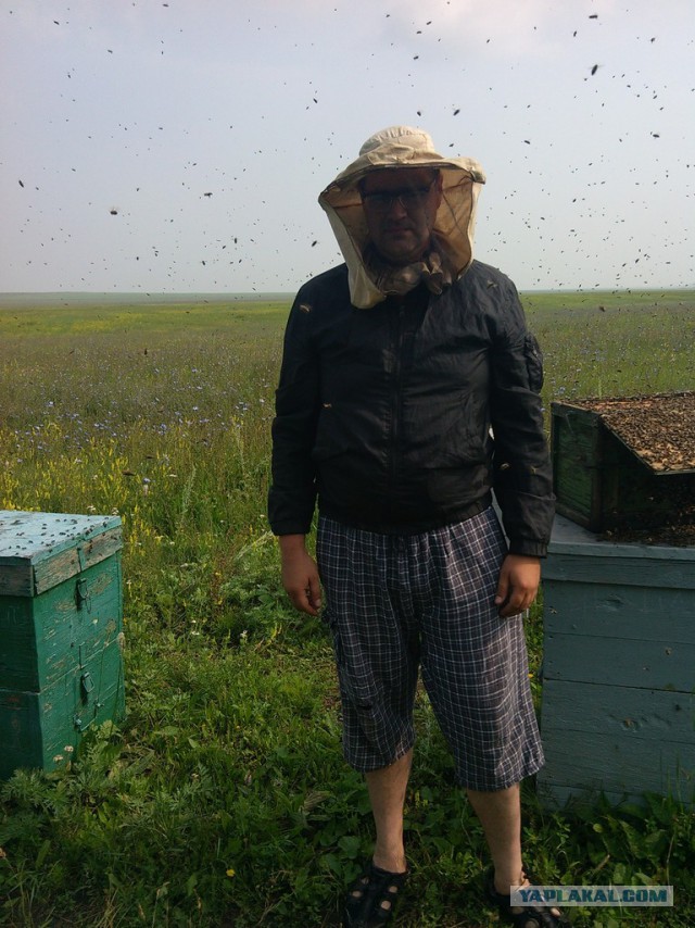 Про пчел и сельское хозяйство. Куда катимся?