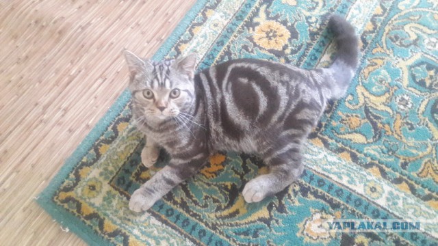 Котовторник  14.02.2017