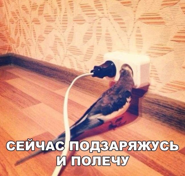 Самые смешные животные
