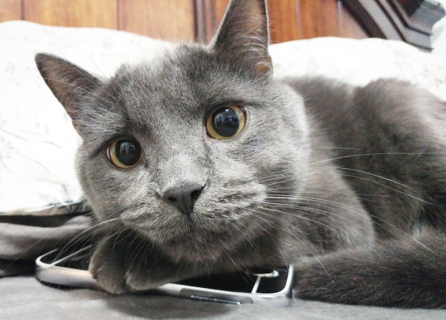Коты и Кошки
