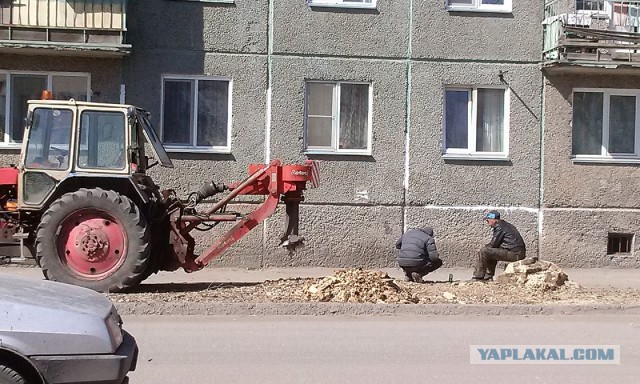 Клён ясенелистный (американский): Убей мутанта - спаси Россию !