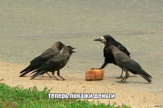 Сбор аморалов Япа объявляется открытым