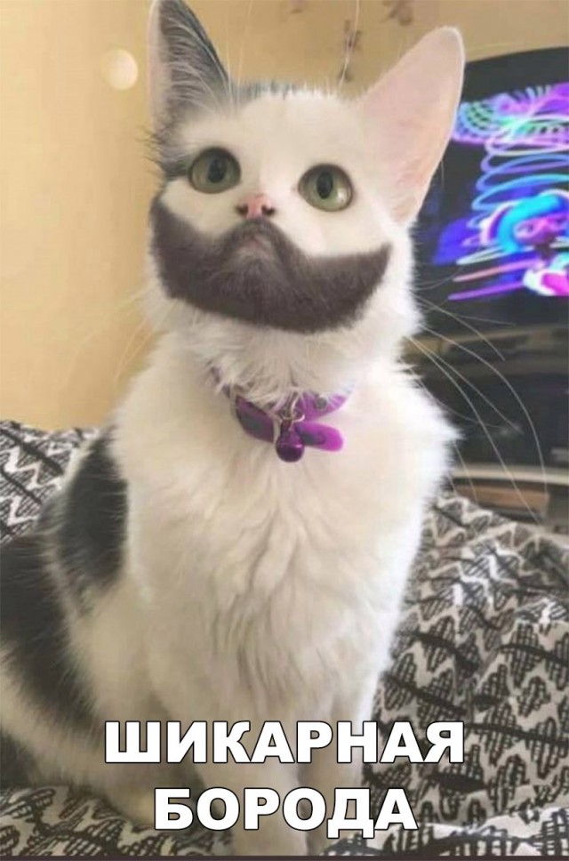 Коты и Кошки