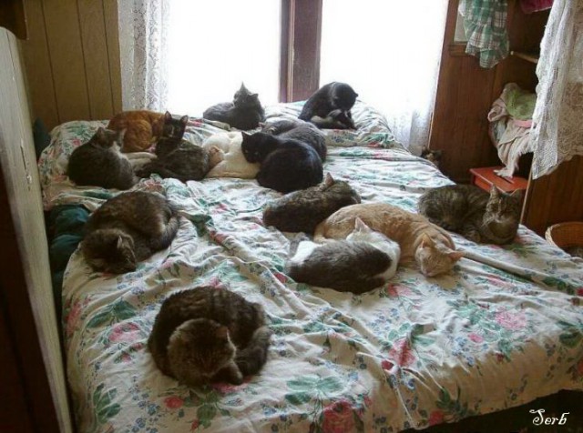 Котэ и кровать