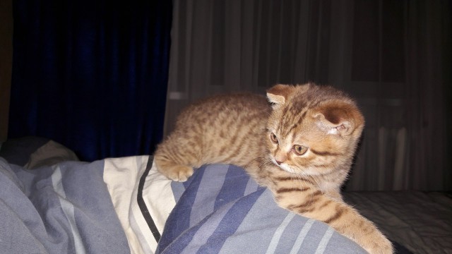 Котовторник 9.01.2018