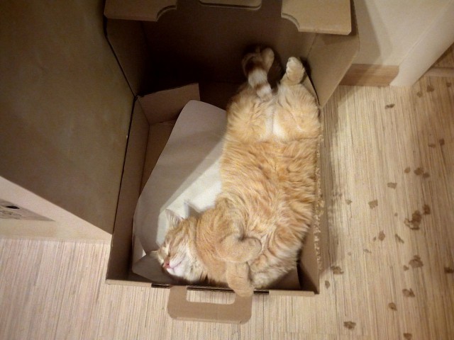 Котовторник  13.02.2018
