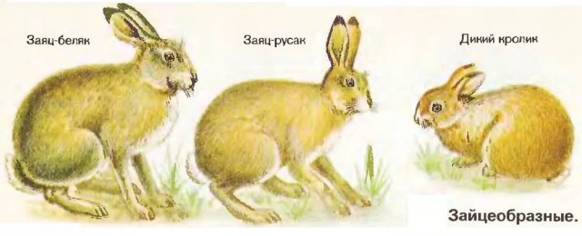 Котейка убийца зайцев