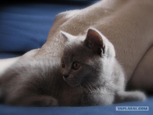 Котовторник на ЯПлакалъ (03.06), котята (31 шт)