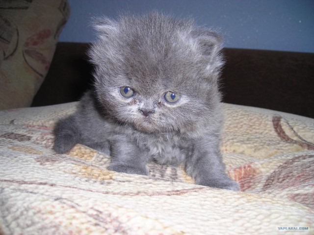 Котовторник на ЯПлакалъ 08.07.2008