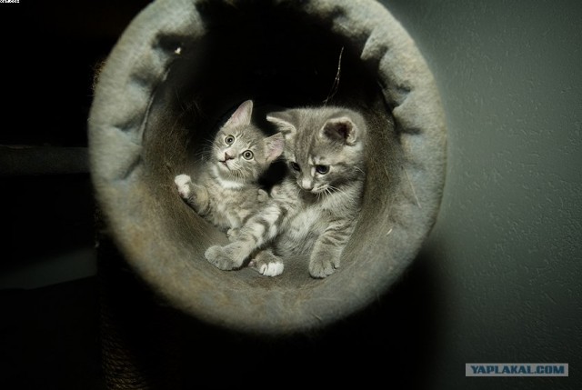 Котовторник на ЯПлакалъ! От числа 09.09.08