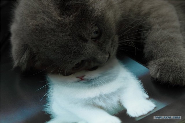 Котовторник