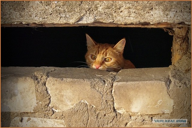 Котовторник на 6 июля
