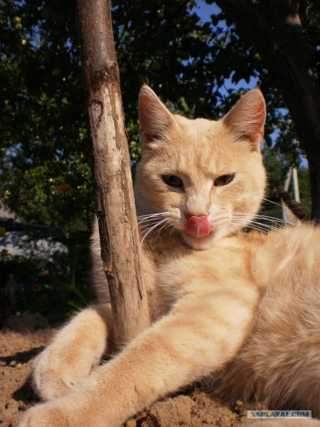 Котовторник на середину июня