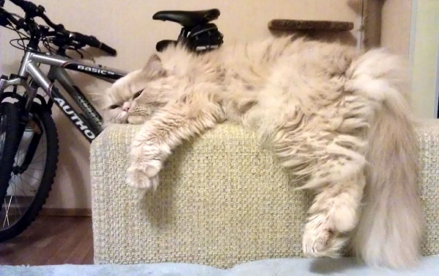 Состоятельный котовторник