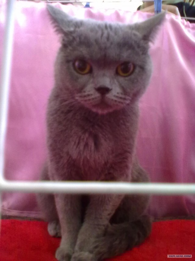 Котовторник 22.11.11