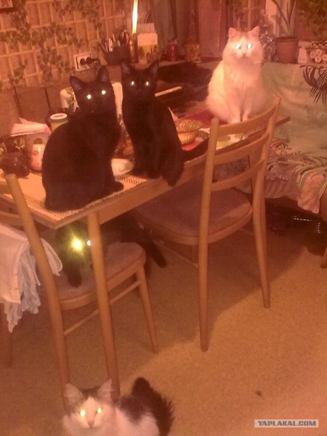 Котовторник 06.12.2011