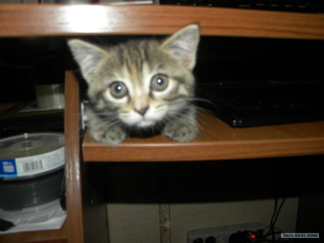 Котовторник (24. 01. 2012 )
