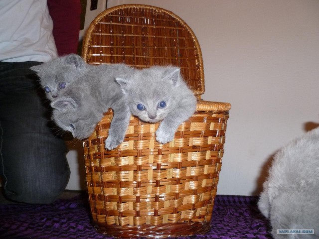 Котовторник (28.02.2012)