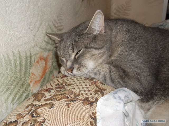 Котовторник  19.06.2012