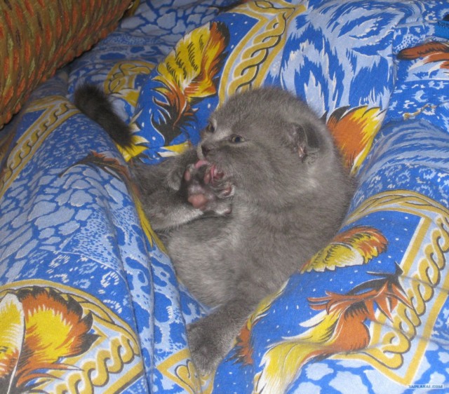 Котовторник  4.09.12