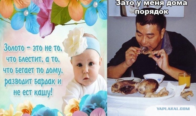 Полиция спасла 500 кошек,