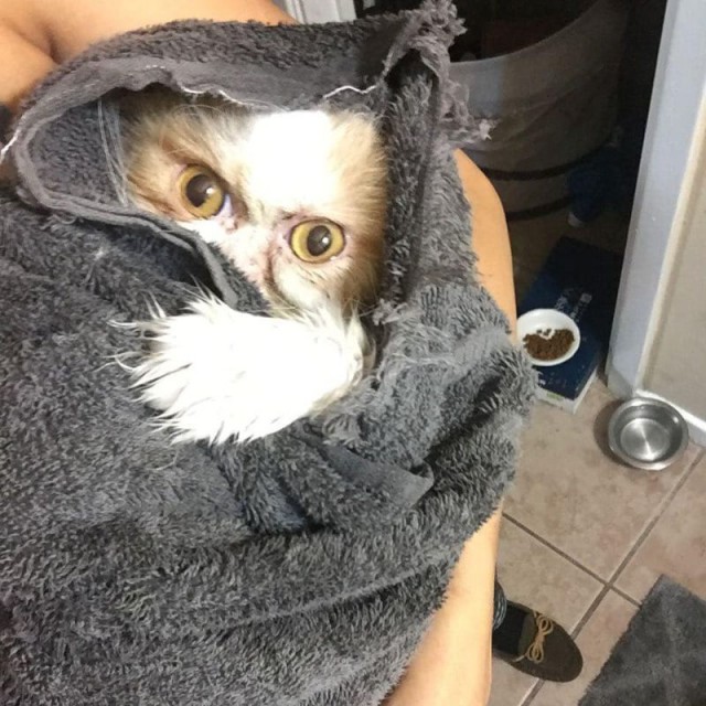 Забавные фото котеек