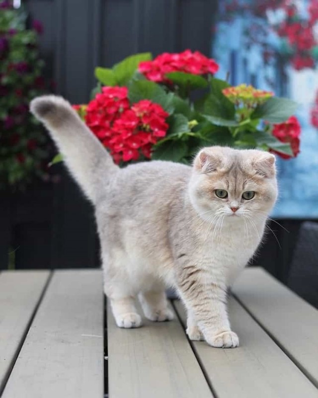 Котовторник однако
