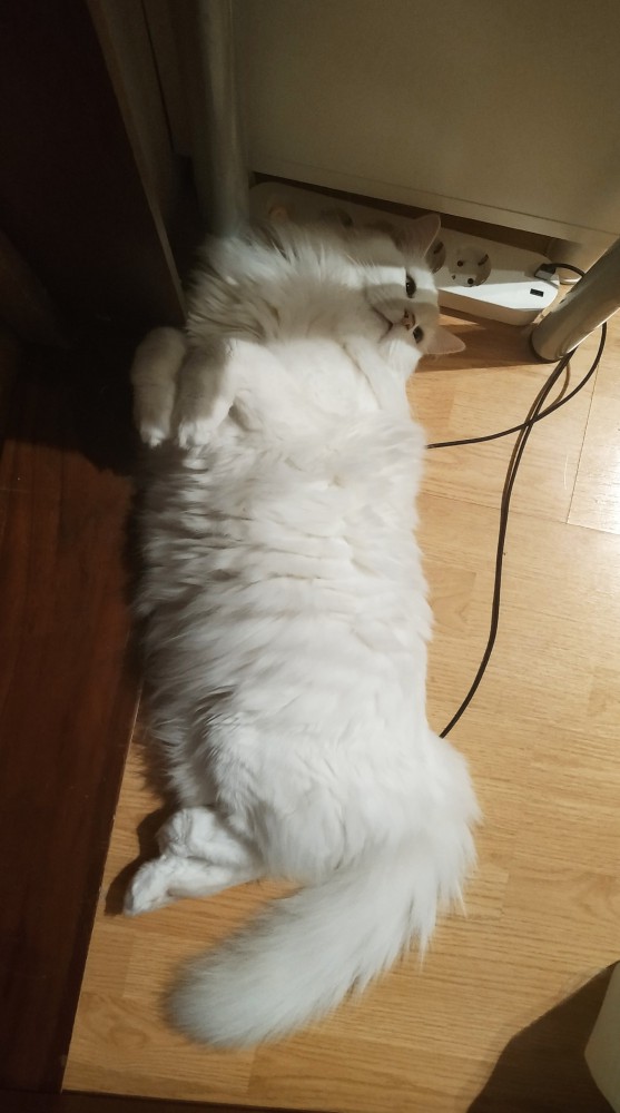 Преимущества глухого кота