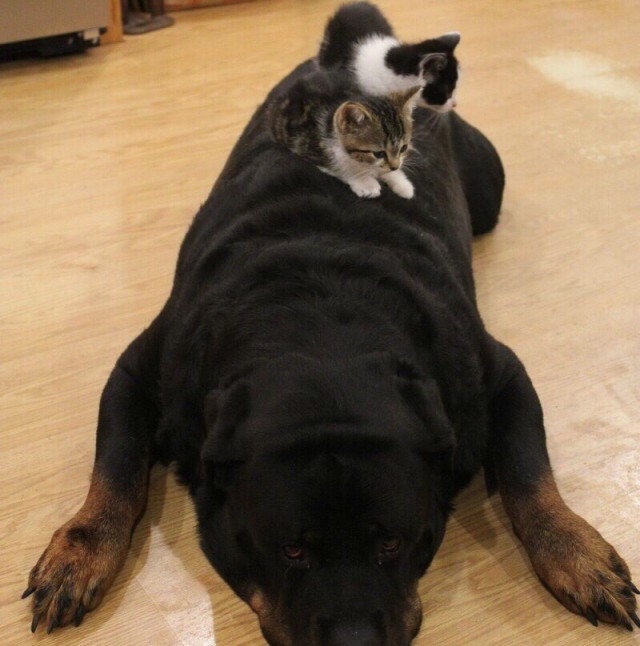 Уже не котовторник, но еще и не собакочетверг